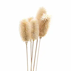 Bouquet of Dried Tall Thistle Artificial Plant - L12 x W12 x H60 cm - White