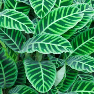 Calathea Zebrina - Exotic Foliage, Indoor Houseplant (12cm, 30-40cm)