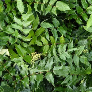 Mahonia japonica Hivernant 9cm Pot x 1