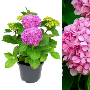 Hydrangea Plant Pink - Large Hydrangea Macrophylla - 50-60cm in Height