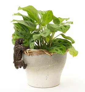 Tiger Plant Pot Hanger - L11 x W6 x H5.5 cm