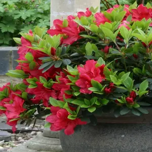 Azalea Arabesk - Evergreen Shrub, Red Blooms (20-30cm Height Including Pot)