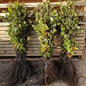 Common Beech Hedge Fagus sylvatica Set of 25 Bare Roots 60-90cm tall