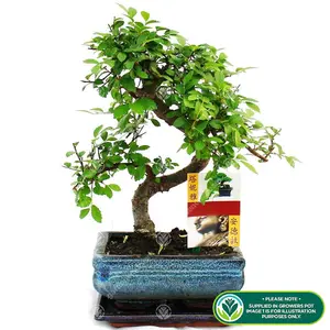 Bonsai Chinese Elm S-Shape: Ancient Art, Modern Elegance (20-30cm, 15cm Pot)