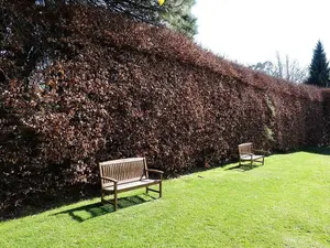 3 Green Beech Hedging 1-2ft Tall in 1L Pots, Fagus Sylvatica Trees,Brown Winter Leaves 3FATPIGS