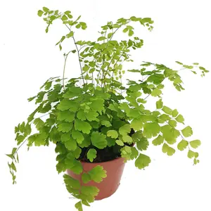 House Plant - Maidenhair Fern - 12 cm Pot size - 20-30 cm Tall - Adiantum Fragrans - Indoor Plant