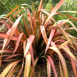 Phormium Flamingo Garden Plant - Striking Pink and Purple Foliage, Compact Size, Hardy (15-30cm Height Including Pot)