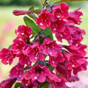 Weigela Cherry Garden Plant - Deep Pink Blooms, Compact Size (20-30cm Height Including Pot)