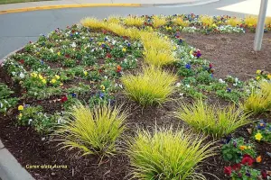 Carex Elata 'Aurea' - Bowles's Golden Sedge 'Aurea' Sedge - 3 Plants in 9cm Pots