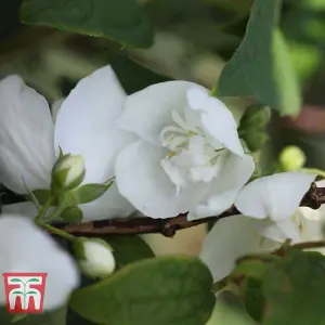 Philadelphus Belle Etoile 9cm Pot x 2