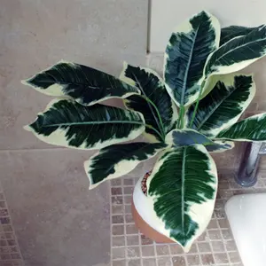 Artificial Plant Pothos Variagated with Planter Botanik