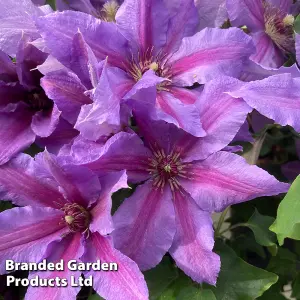 Clematis Tumaini 3 Litre Potted Plant x 2