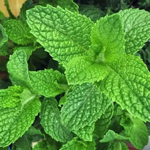 Mint Herb Plant in 14cm Pot - Mentha for Culinary Use