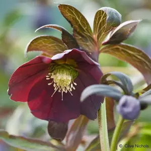 Harvington Smokey Blues Lenten Rose Hellebore Perennials Flowering Plants 2L Pot