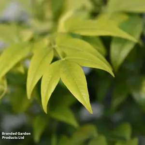 Nandina domestica Magical Lemon and Lime 9cm Pot x 1