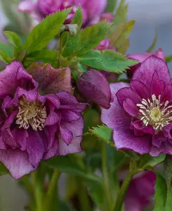 Hellebore Double Ellen Collection - Set Of 3 Plants In 9cm Pots