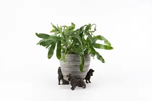 Cocker Spaniel Plant Pot Feet - Set of 3 - L6 x W11 x H8.5 cm