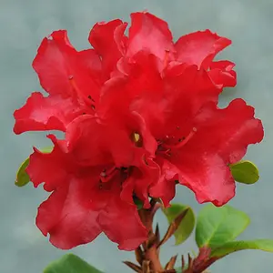 Rhododendron 'Scarlet Wonder' in 12cm Pot, Stunning Red Flowers