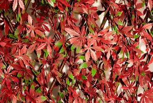 Primrose Artificial Red Acer Extendable Trellis Plastic Hedge Fence Privacy  Screening Outdoor  2m x 1m