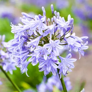 Agapanthus Blue Storm - Agapanthus africanus, Deciduous Perennial (10-20cm Height Including Pot)