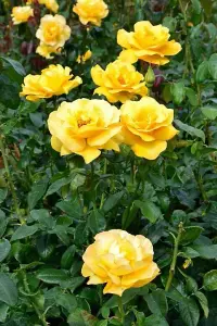 Rose Bush Keep Smiling - Floribunda Yellow Rose Bush for The Garden in a 3 Litre Pot