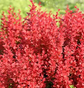 1 x Berberis thunbergii Orange Rocket in A 9cm Pot - Amazing for Hedging