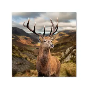 Toughened 6mm Glass Kitchen Splashback 60 x 60cm Stunning Stag - Polished Edge Heat Resistant Back Splash for Cookers Hob