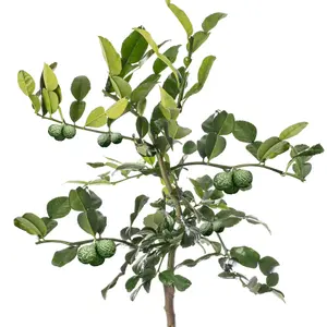 Kaffir Lime Tree - Outdoor Fruit Tree, Grow Your Own Tasty Fruits, Ideal Size for UK Gardens in 20cm Pot (2-3ft)