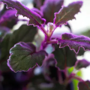 1 x Gynura aurantiaca Purple Passion Indoor Plant in 12cm Pot - Real Evergreen Trailing Houseplant Velvet Touch Foliage