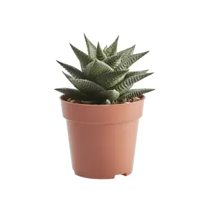 Verve Succulent & Cactus in Terracotta Plastic Grow pot 9cm