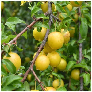 Golden Gage 'Oullins' Plum Tree 4-5ft, Self-Fertile, Sweet Honey Flavour 3FATPIGS