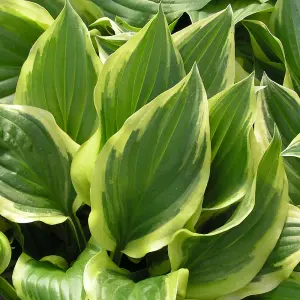 Hosta So Sweet (10-20cm Height Including Pot) Garden Plant - Compact Perennial, Variegated Foliage