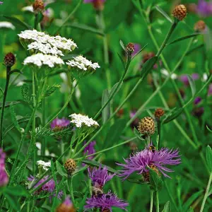 Wild Flower Wildlife Mix 1 Packet (75 Seeds)