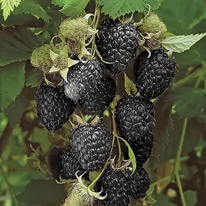 Black Raspberry 'Black Jewel' Plant in a 1.7L Pot Grow Your Own Fruit