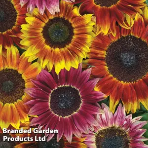 Sunflower 'Harlequin Mix' F1 - Mr. Men™ Little Miss™ - 1 Packet (15 Seeds)