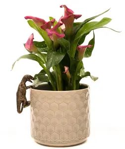 Velociraptor Plant Pot Hanger - L10.5 x W4.5 x H5 cm