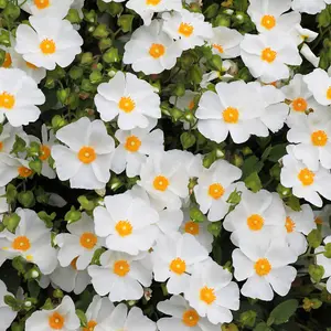 Cistus obtusifolius Thrive white Rock Rose 3 x 9cm pots