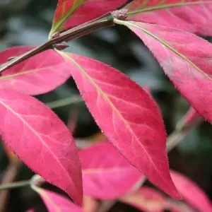 Euonymus Alatus Garden Shrub - Attractive Autumn Color, Green Foliage, Compact Size, Hardy (15-30cm Height Including Pot)