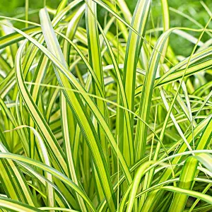 Carex Eversheen - Golden-Yellow Foliage, Evergreen, Hardy (20-30cm Height Including Pot)