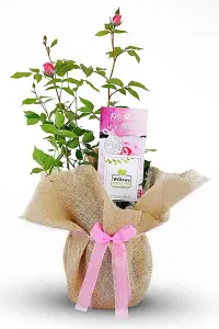 Mum in a Million Rose Bush Gift Wrapped - Plant Gift Perfect for Gardener Mothers