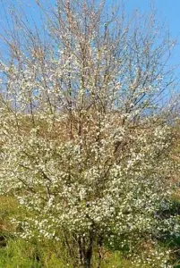 2-3ft Cherry Plum (Prunus Cerasifera) Bare Root Hedging Plants - Pack of 10