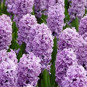 Boston Seeds Elegant Crown Tulip Bulbs (20 Bulbs)