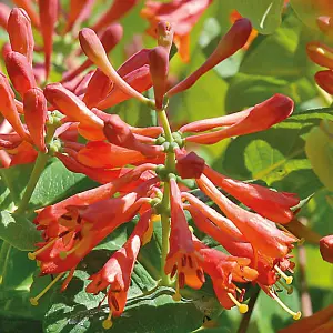 Lonicera (Honeysuckle) x brownii Dropmore Scarlet 1.7 Litre Pot x 1