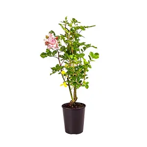 Rose 'King Charles Coronation' in a 4L Pot Supplied as 1 x Established Pink Rose Bush in a 4L Pot