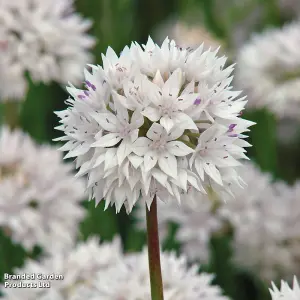 Allium Graceful Beauty 12 Bulbs