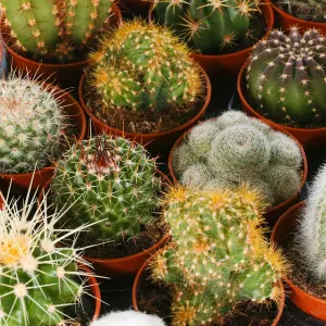 Cactus Plant Mix - Indoor Plant Mix for Home Office, Kitchen, Living Room in Pots (3 plants)