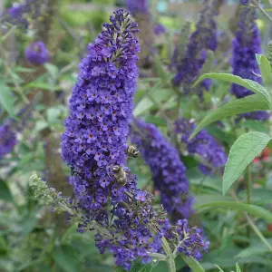 Buddleia Empire Blue - Outdoor Flowering Shrub, Ideal for UK Gardens, Compact Size (15-30cm Height Including Pot)