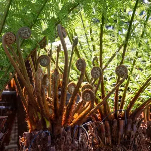 Dicksonia Antartica Tree Fern  Large Soft Outdoor Garden Tree  Rare Large Garden Plants  180cm Tall (6ft)