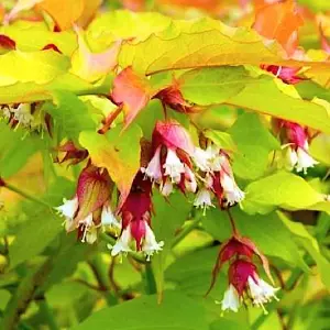 Leycesteria Golden Lanterns Garden Plant - Attractive Foliage, Compact Size (20-30cm Height Including Pot)