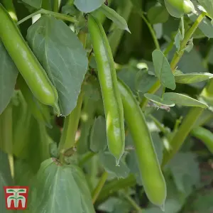 Broad Bean The Sutton 1 Seed Packet (30 Seeds)